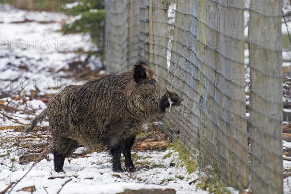 Solitary wild boar