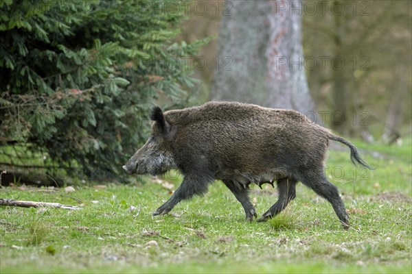 Solitary wild boar