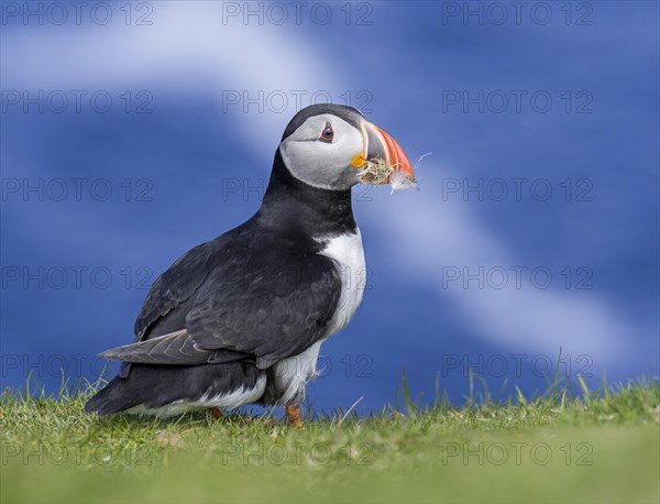 Atlantic puffin