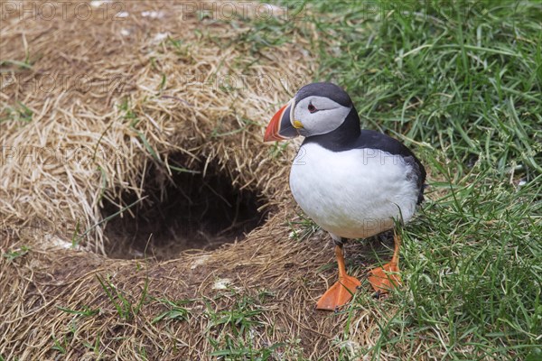 Atlantic puffin