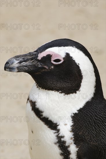 African penguin