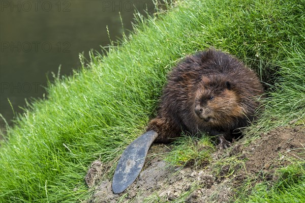 Eurasian beaver