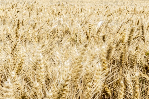 Triticale in a field