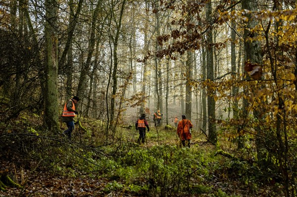 Driven hunt by hunters and beaters in Schoenbuch nature park Park