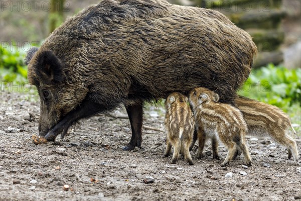 Wildpark im Grafenberger Wald