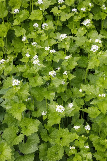 Garlic mustard