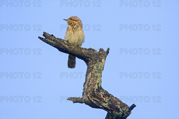 Eurasian wryneck