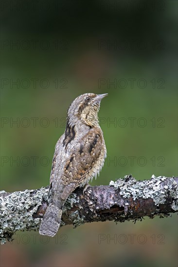 Eurasian wryneck