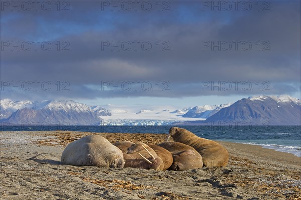 Group of walruses