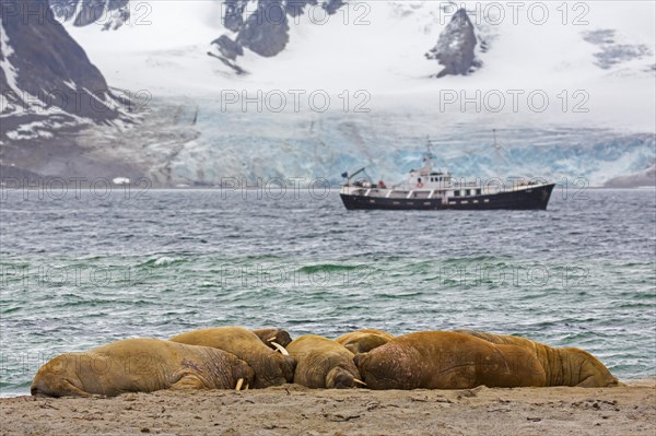 Group of walruses