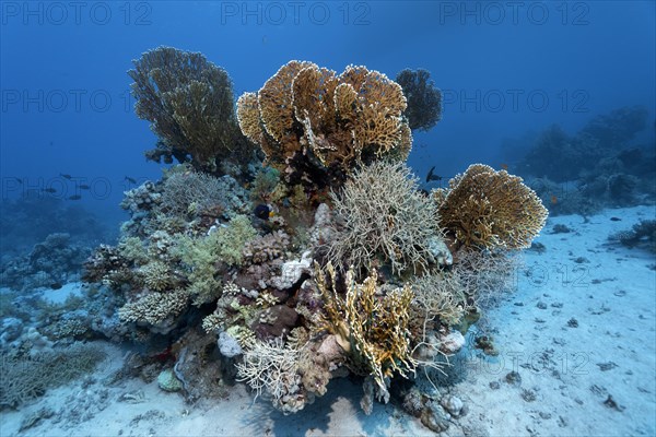 Coral block on sandy bottom