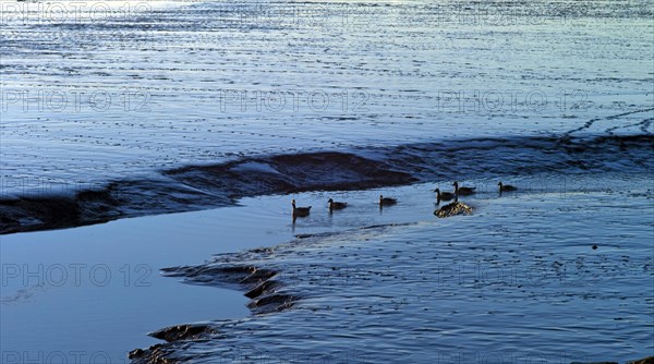 Duck family on a priel