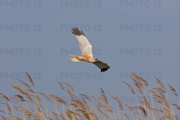 Marsh harrier