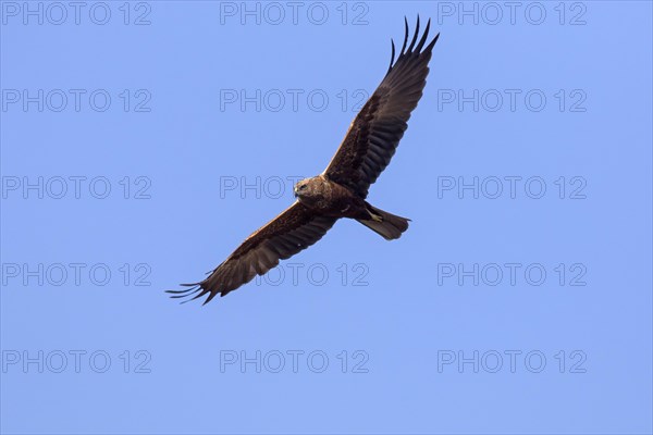 Western marsh harrier