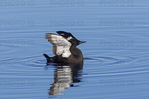 Black guillemot