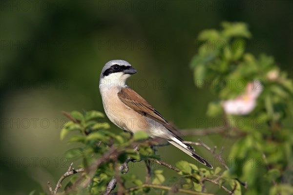 Red-backed shrike