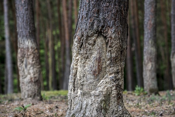 Tree bark