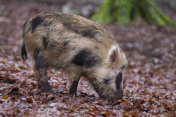 Spotted wild boar