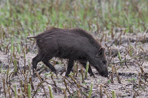 Wild boar