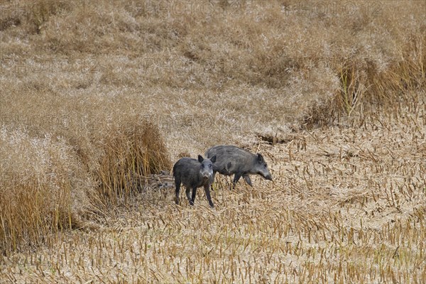 Wild boars