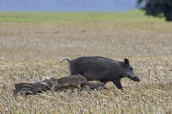 Wild boar