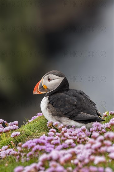 Atlantic puffin