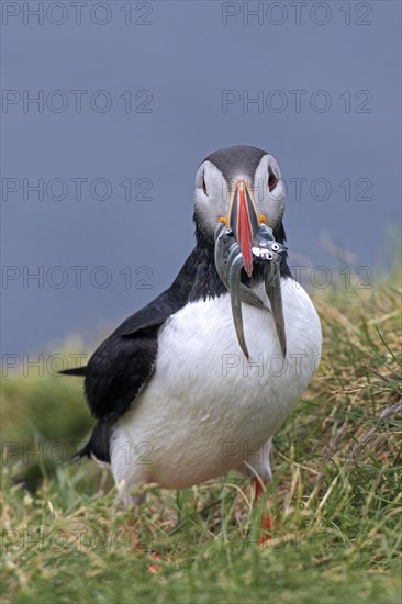 Atlantic puffin