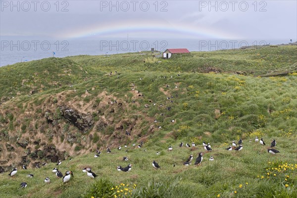 Atlantic puffins