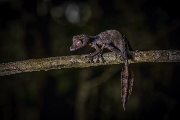 A leaf-tailed gecko