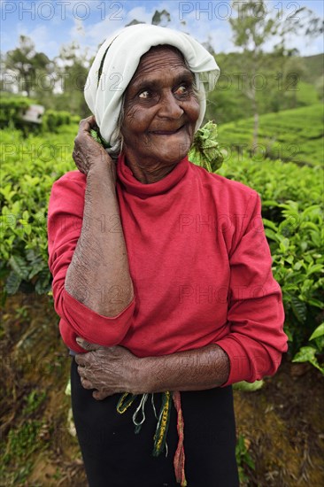 Elderly tea picker