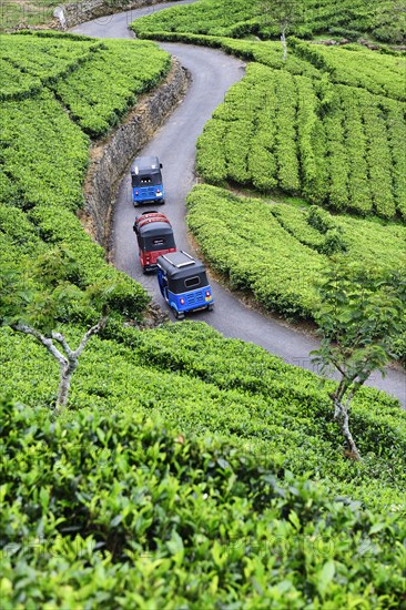 Tuktuk tour of Dambatenne Tea Garden