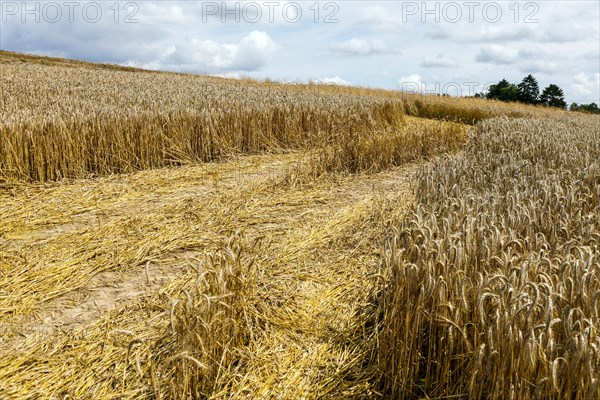 Rye field shortly in front of harvest