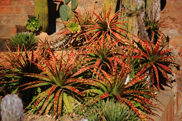 Pallanca exotic garden