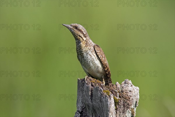 Eurasian wryneck