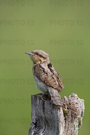 Eurasian wryneck