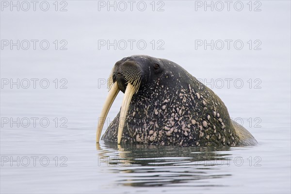 Walrus