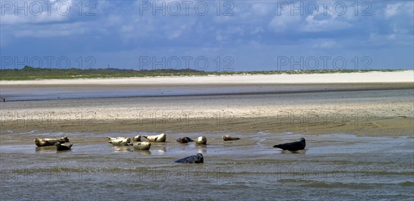 Harbor seals