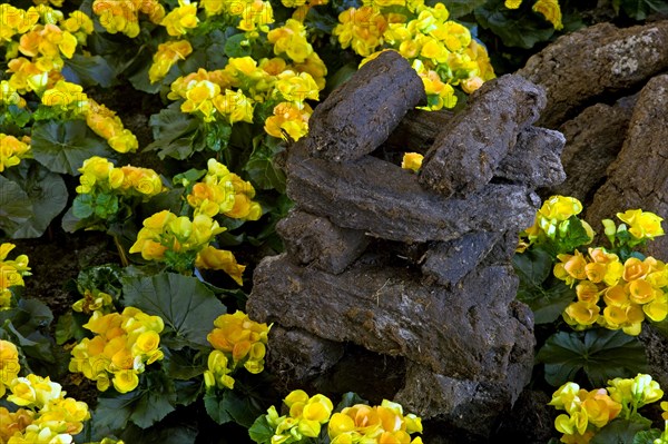 Tuberous begonias and pieces of peat in the flower hall of Wiesmoor