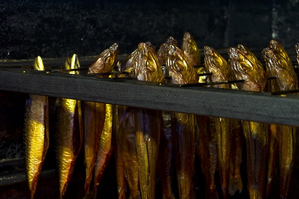 Mackerel in the smoker