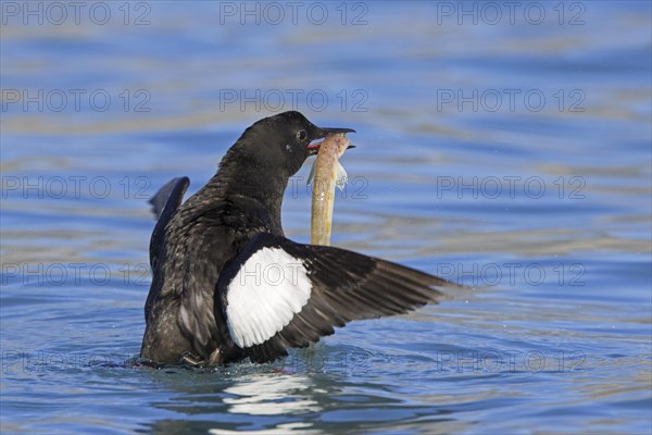 Black guillemot