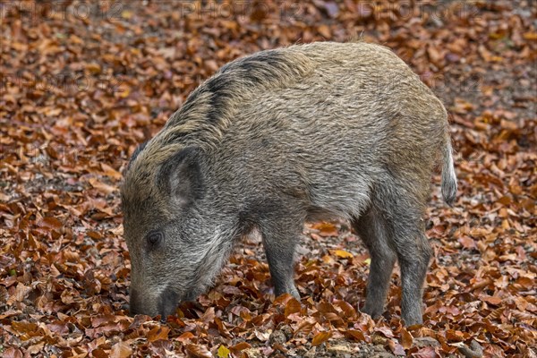 Wild boar