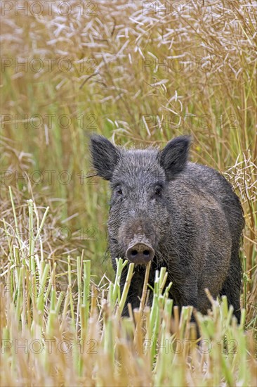 Solitary wild boar