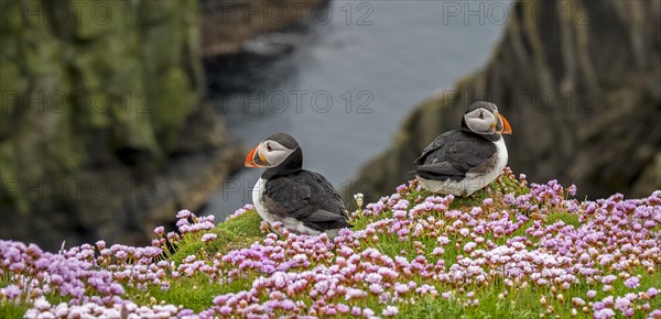 Two Atlantic puffins