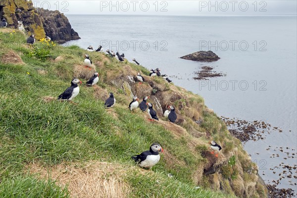 Atlantic puffins