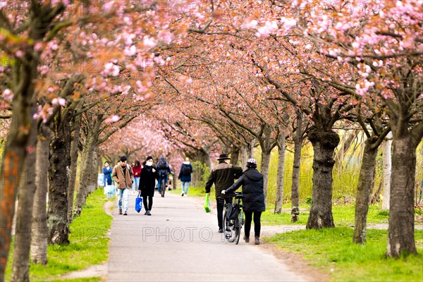 Strollers in an avenue of cherry trees in Berlin