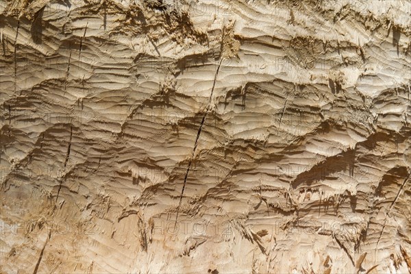 Tree trunk showing teeth marks from gnawing by Eurasian beaver
