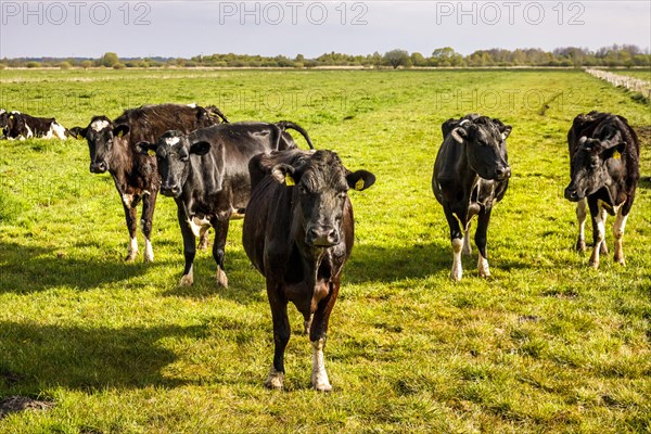 Herd of dairy cows in the meadow