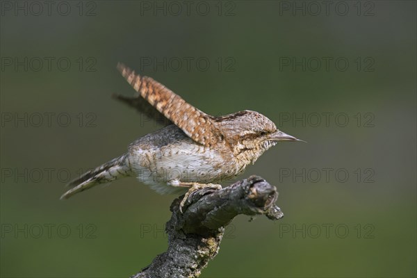 Eurasian wryneck