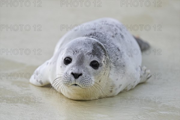 Orphaned common seal