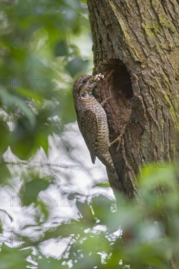 Eurasian wryneck